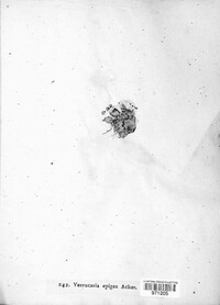 Inoderma epigaeum image